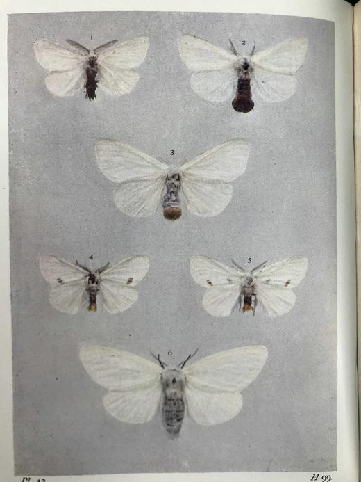 1907-1908年 不列颠群岛蛾类图鉴（2卷） 千余幅彩色插图 精装64开 商品图13