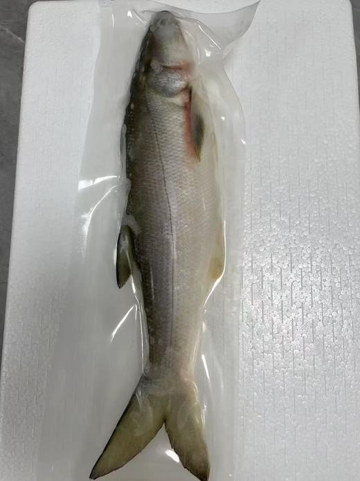 xm❥少量少量！！！今天刚回港的深海午鱼/马友鱼 富含DHA和ARA，肉质嫩到无可挑剔，入口，很嫩很滑，咀嚼一下香气满口😋顺丰活冻锁鲜安排发货！ 商品图4