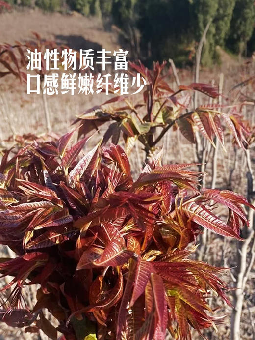 MM 山姆 红香椿 250g 商品图4