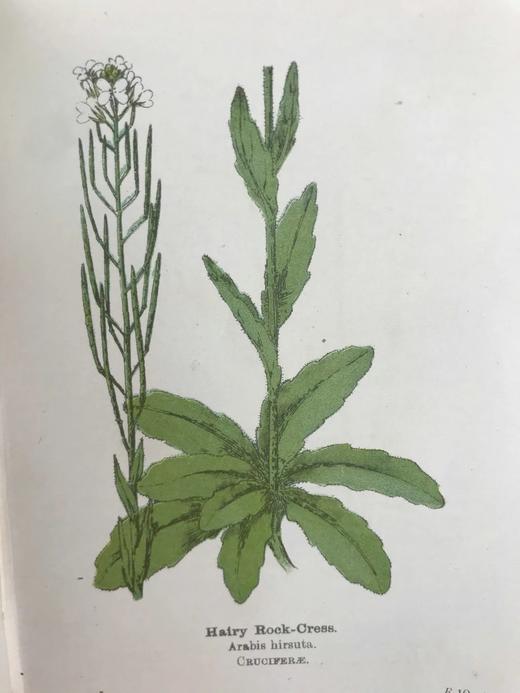 约20世纪早期 路边与林地野花指南（2卷） 257幅彩色与大量黑白插图 精装64开 商品图12