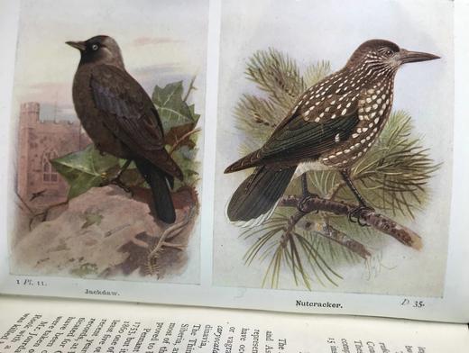 1919-1920年 不列颠群岛鸟类与鸟卵图鉴（2卷） 455幅彩色插图 漆布精装64开 商品图11