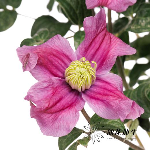 配花 | 铁线莲灵感 商品图6