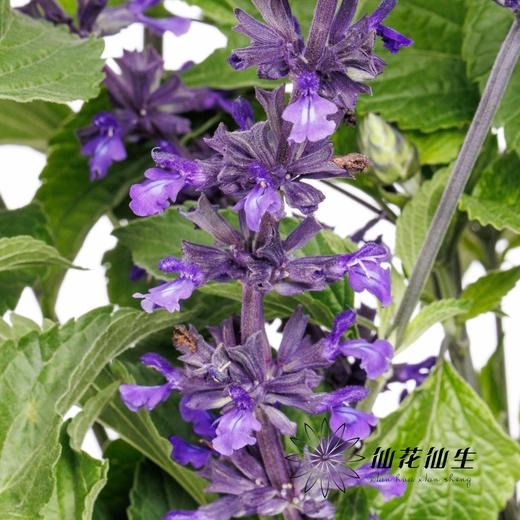 配花 | 兰花鼠尾 商品图2