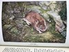 1946年 不列颠群岛动物生命图鉴 111余幅插图（48幅彩色） 精装36开 商品缩略图13