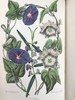 1834年  花艺宝库与园艺师杂志（全13卷） 数百幅手工上色插图 皮脊精装大32开 商品缩略图12