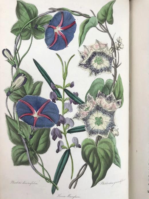 1834年  花艺宝库与园艺师杂志（全13卷） 数百幅手工上色插图 皮脊精装大32开 商品图12