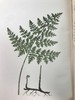 1922年 路旁与林地蕨类植物图鉴 143幅插图 精装64开 商品缩略图8