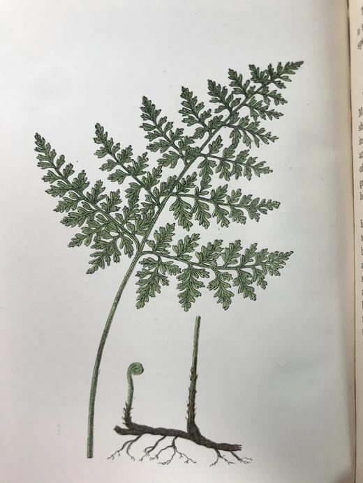 1922年 路旁与林地蕨类植物图鉴 143幅插图 精装64开 商品图8