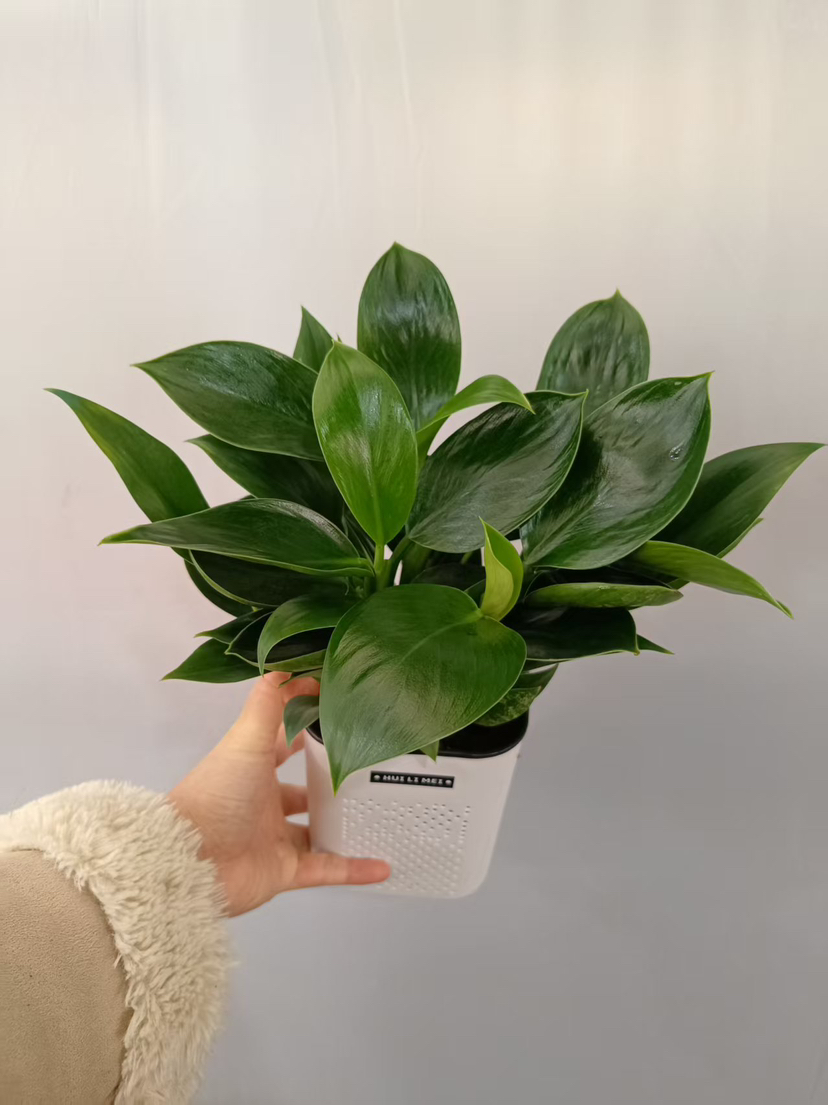 现货小爱同学水培绿公主