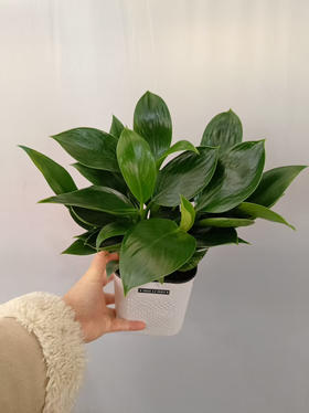 现货小爱同学水培绿公主