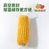 西域美农糯玉米240g*8根 东北黄糯玉米棒 低脂粗粮 早餐苞米 杂粮 商品缩略图6