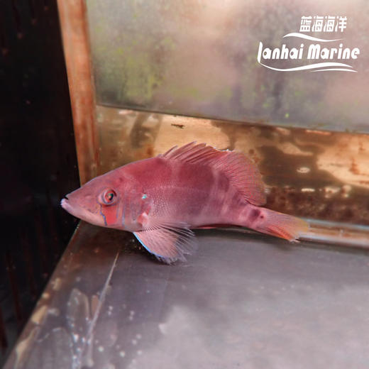 美国黄豹 商品图3