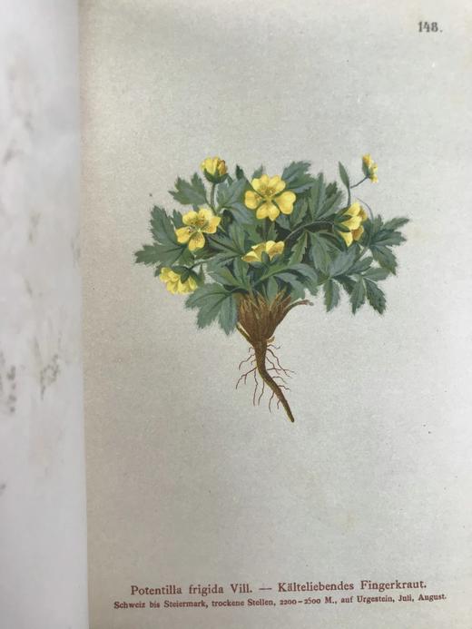 1881-1884年 阿尔卑斯山植物图鉴（5卷） 500幅彩色版画插图 精装32开 商品图9