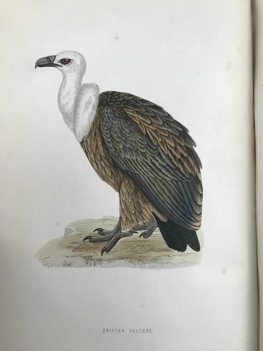 1870年 莫里斯《英国鸟类史》（全6卷） 358幅套色版画插图 漆布精装16开 商品图2