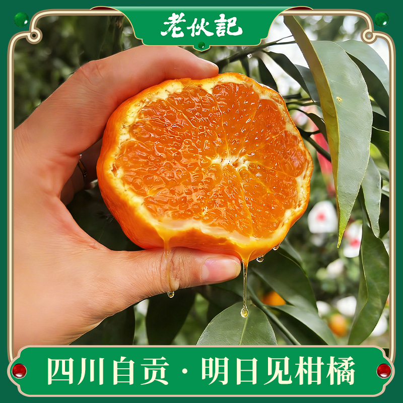 【明日见柑橘】伙记优选四川新鲜水果 明日见柑橘 精选中大果 4.5斤装 现摘现发橘子 原产地直发 不打药 细嫩化渣 汁多味浓