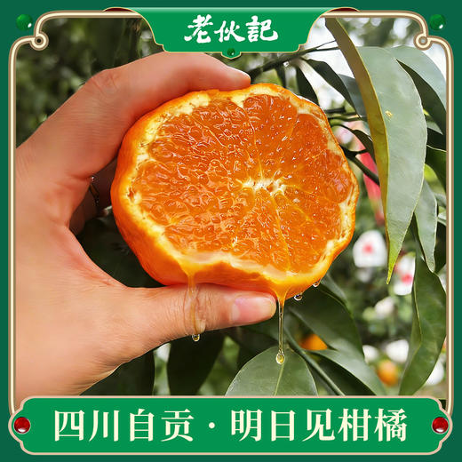 【明日见柑橘】伙记优选四川新鲜水果 明日见柑橘 精选中大果 4.5斤装 现摘现发橘子 原产地直发 不打药 细嫩化渣 汁多味浓 商品图0
