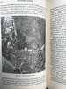 1911年 赫德森《英国鸟类》 8幅彩色百余幅黑白插图 全真皮精装32开 商品缩略图12