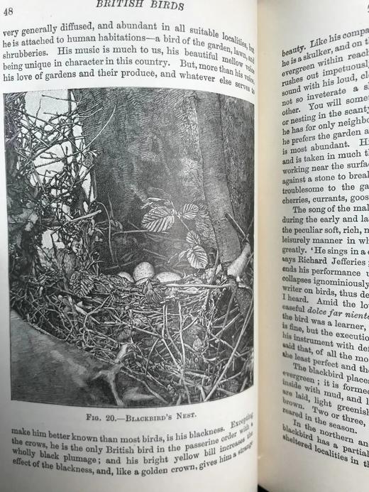 1911年 赫德森《英国鸟类》 8幅彩色百余幅黑白插图 全真皮精装32开 商品图12