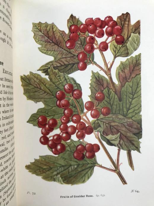 1948年 路边与林地树木图鉴 200余幅插图（24幅彩色） 精装36开 商品图5