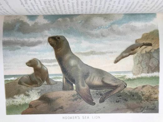 1893-96年 皇家自然史（全6卷） 千余幅版画插图（含大量套色版画） 真皮精装16开 商品图9