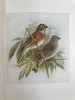 工坊特装本！1907年 英国鸟类图鉴 100幅彩色插图 真皮精装18开 商品缩略图6