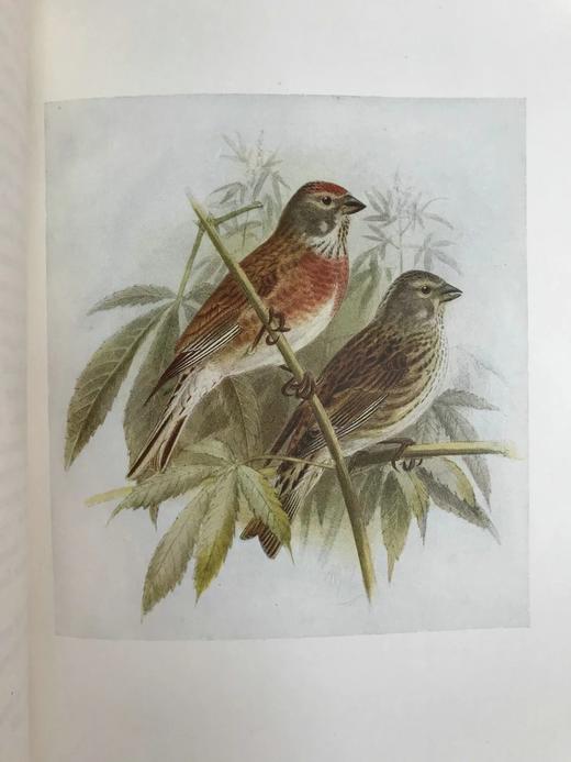 工坊特装本！1907年 英国鸟类图鉴 100幅彩色插图 真皮精装18开 商品图6