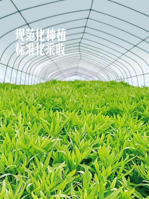 MM 山姆 柳叶芦蒿 400g 商品图4