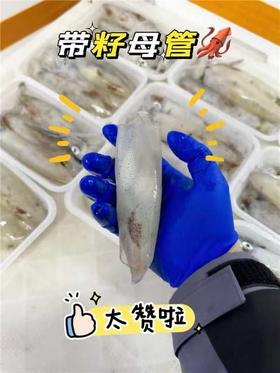 &【爆抢！！！】东山岛特定海域灯捕带籽小管，肉质更紧实脆嫩，籽满肉厚肉净无沙，顺丰活冻锁鲜 跟海边现捕上岸一模一样