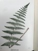 1922年 路旁与林地蕨类植物图鉴 143幅插图 精装64开 商品缩略图4