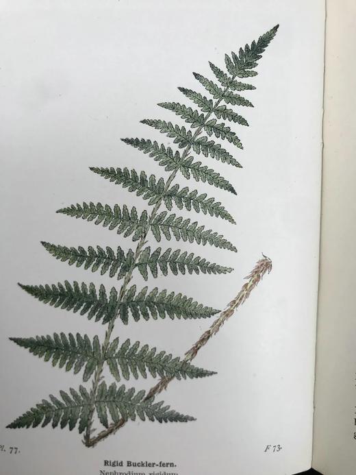 1922年 路旁与林地蕨类植物图鉴 143幅插图 精装64开 商品图4