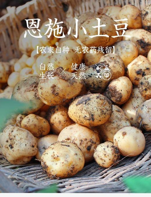 【恩施小土豆】农家自种，无农药残留，口感粉糯香甜-CC 商品图6