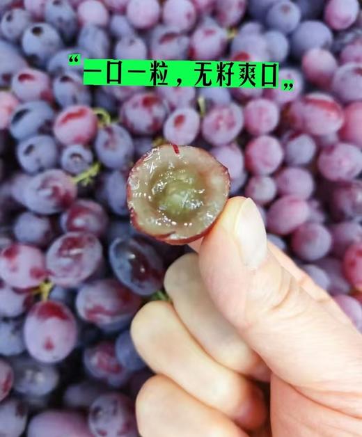 周日取货：【澳洲无籽红提】一份1.5斤左右，脆嫩，无籽，纯甜。 商品图3