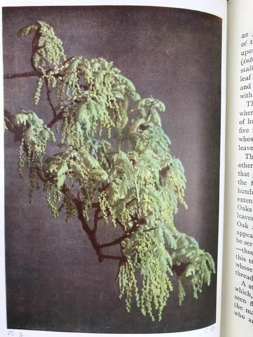 约1940年 路边与林地树木图鉴 200余幅插图（24幅彩色） 精装36开 商品图8