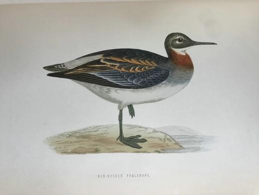 1870年 莫里斯《英国鸟类史》（全6卷） 358幅套色版画插图 漆布精装16开 商品图13