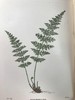 1922年 路旁与林地蕨类植物图鉴 143幅插图 精装64开 商品缩略图9