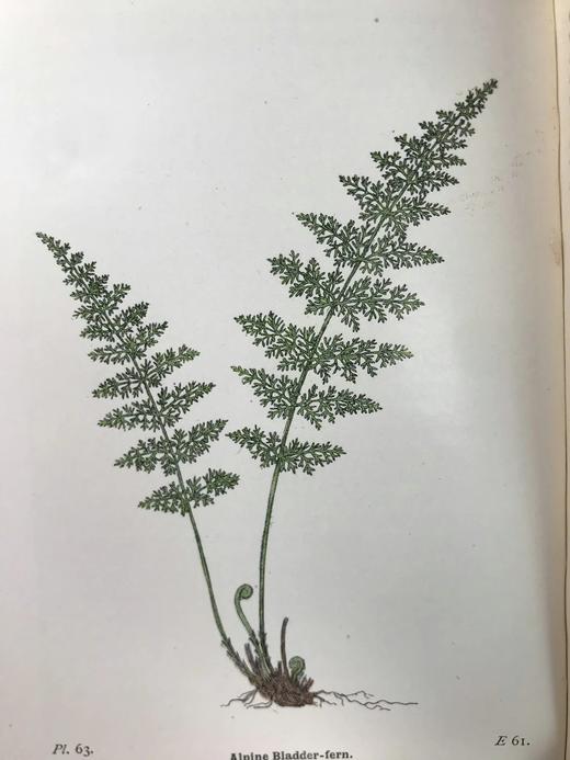 1922年 路旁与林地蕨类植物图鉴 143幅插图 精装64开 商品图9