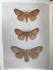 1907-1908年 不列颠群岛蛾类图鉴（2卷） 千余幅彩色插图 精装64开 商品缩略图9