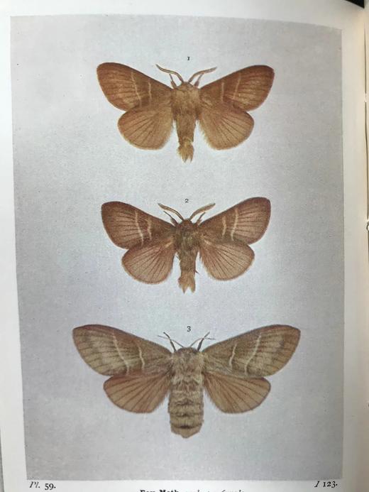 1907-1908年 不列颠群岛蛾类图鉴（2卷） 千余幅彩色插图 精装64开 商品图9