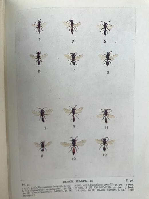 1946年 不列颠群岛昆虫图鉴 67幅黑白44幅彩色插图 精装36开 商品图7