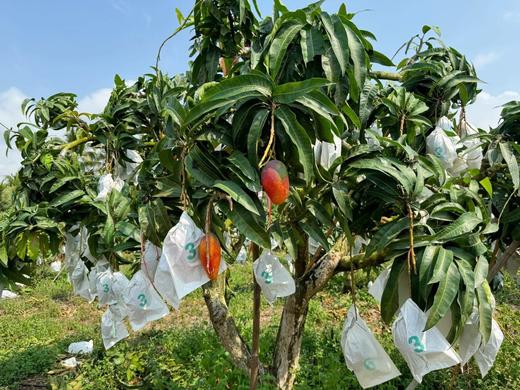 【后熟西施芒】生长在无污染阳光充足的海南岛，新鲜采摘，自然成熟-CC 商品图5