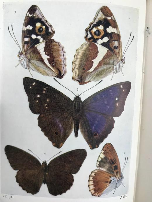 1906年 不列颠群岛蝴蝶图鉴 450幅彩色插图 精装64开 商品图12
