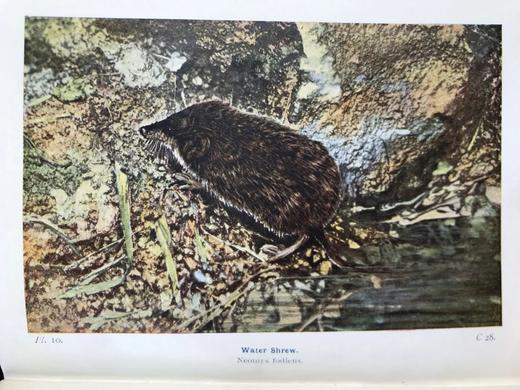 1921年 不列颠群岛动物生命图鉴 111余幅插图（48幅彩色） 精装64开 商品图7