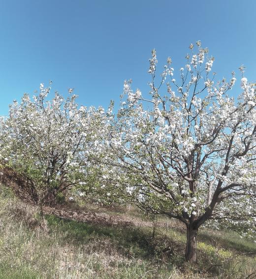 加级寨梨花+阿细祭火节+陶瓦女子祭龙6天：建水蚁工坊、个旧加级寨梨花、陶瓦女子祭龙+弥勒阿细祭火狂欢、东风韵 商品图13