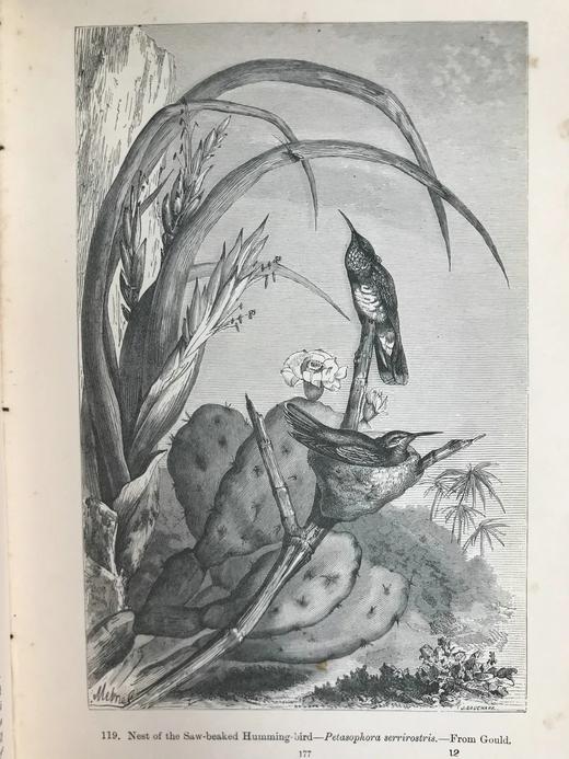 工坊特装本！1906年 宏观与微观宇宙 276幅版画插图 全真皮精装大32开 商品图13