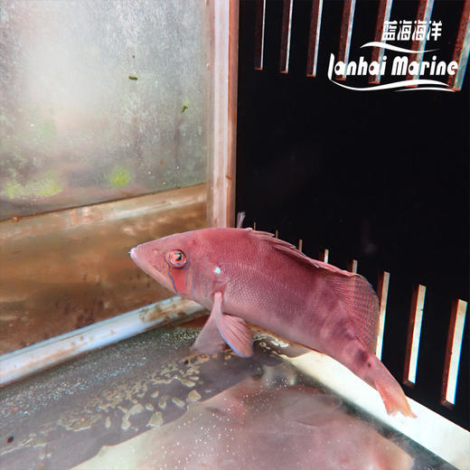 美国黄豹 商品图2