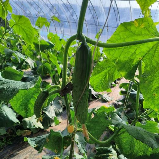 【鸿翠园招牌菜】鸿翠园 有机地黄瓜 商品图8