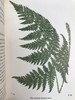 1908年 路旁与林地蕨类植物图鉴 143幅插图 精装64开 商品缩略图6