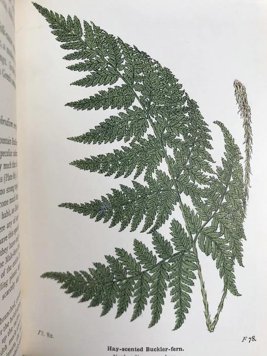 1908年 路旁与林地蕨类植物图鉴 143幅插图 精装64开 商品图6