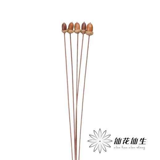 永生花 | 橡果 商品图2