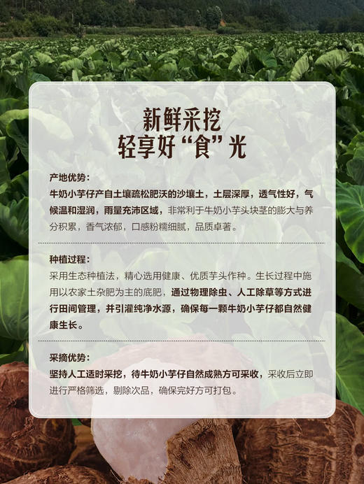 MM 山姆 牛奶小芋仔 2.5kg 商品图4